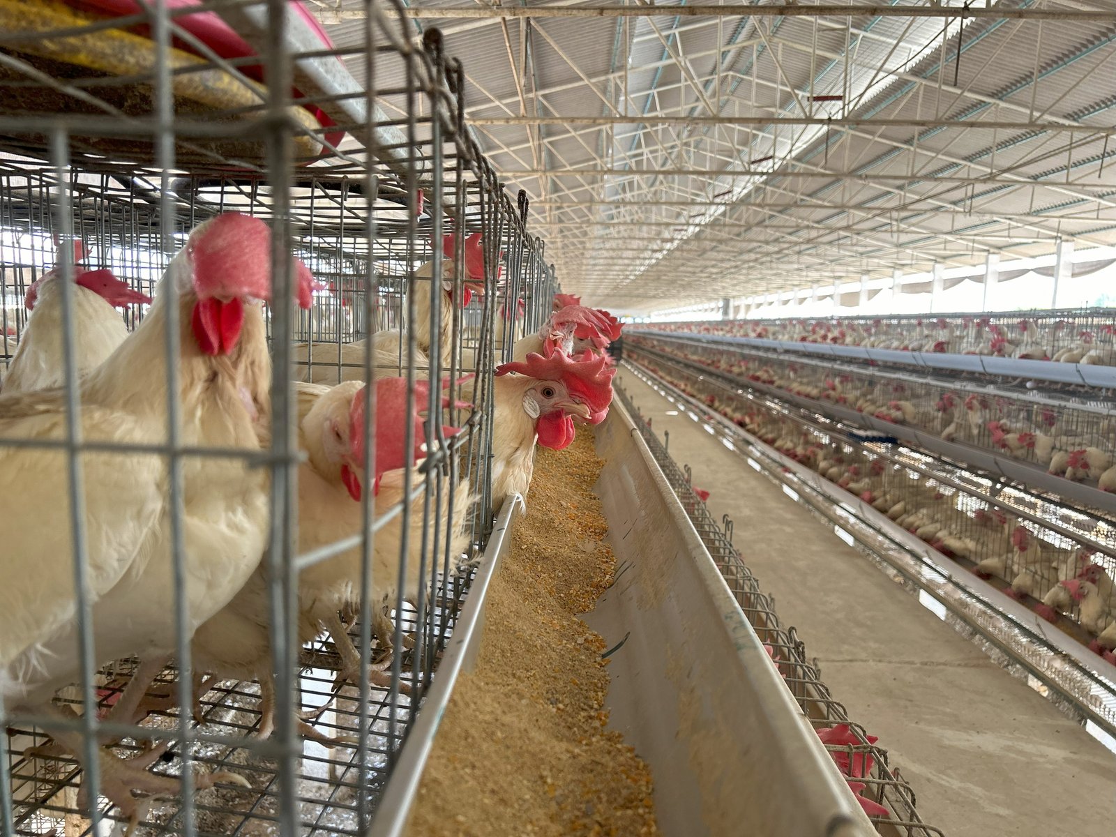 CAGE MESH